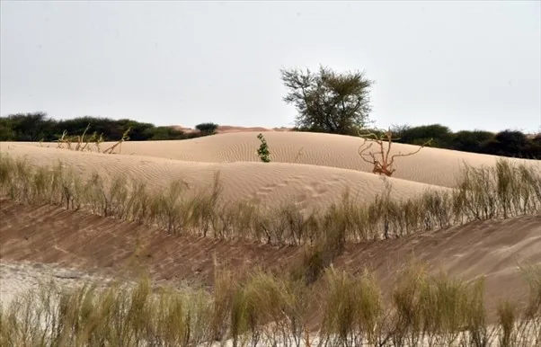 Dune fixée par une plantation en bandes, contre l’ensablement